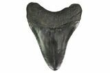 Fossil Megalodon Tooth - South Carolina #149395-1